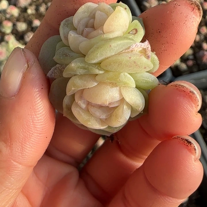 迟***好17 号王者系列多肉一颗