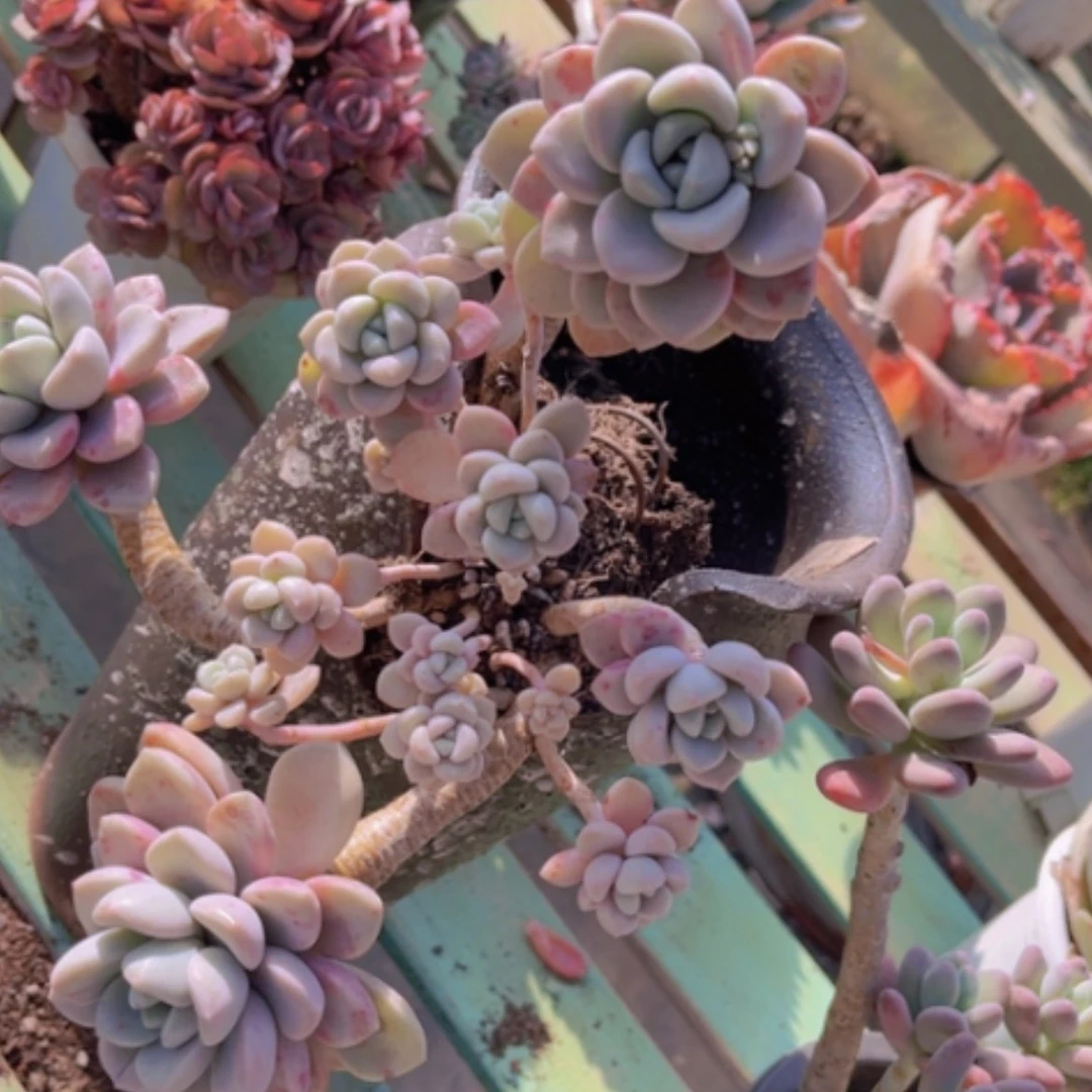 【闪购商品】花斑鹿18217