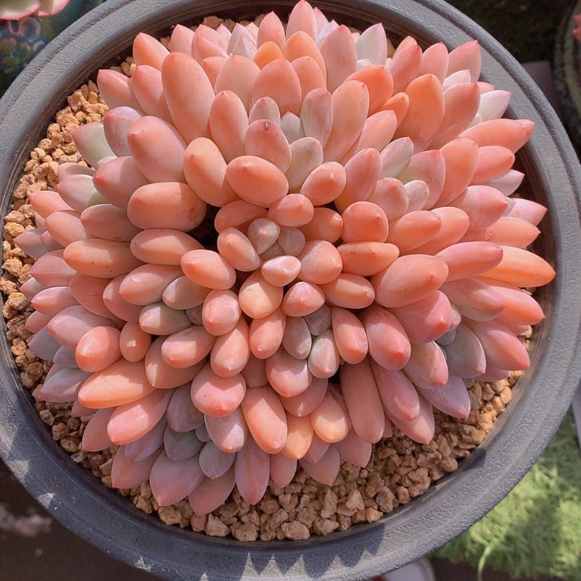 【闪购商品】芳*华彩虹香水