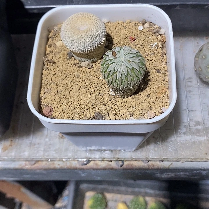 小人帽➕精巧丸，自根