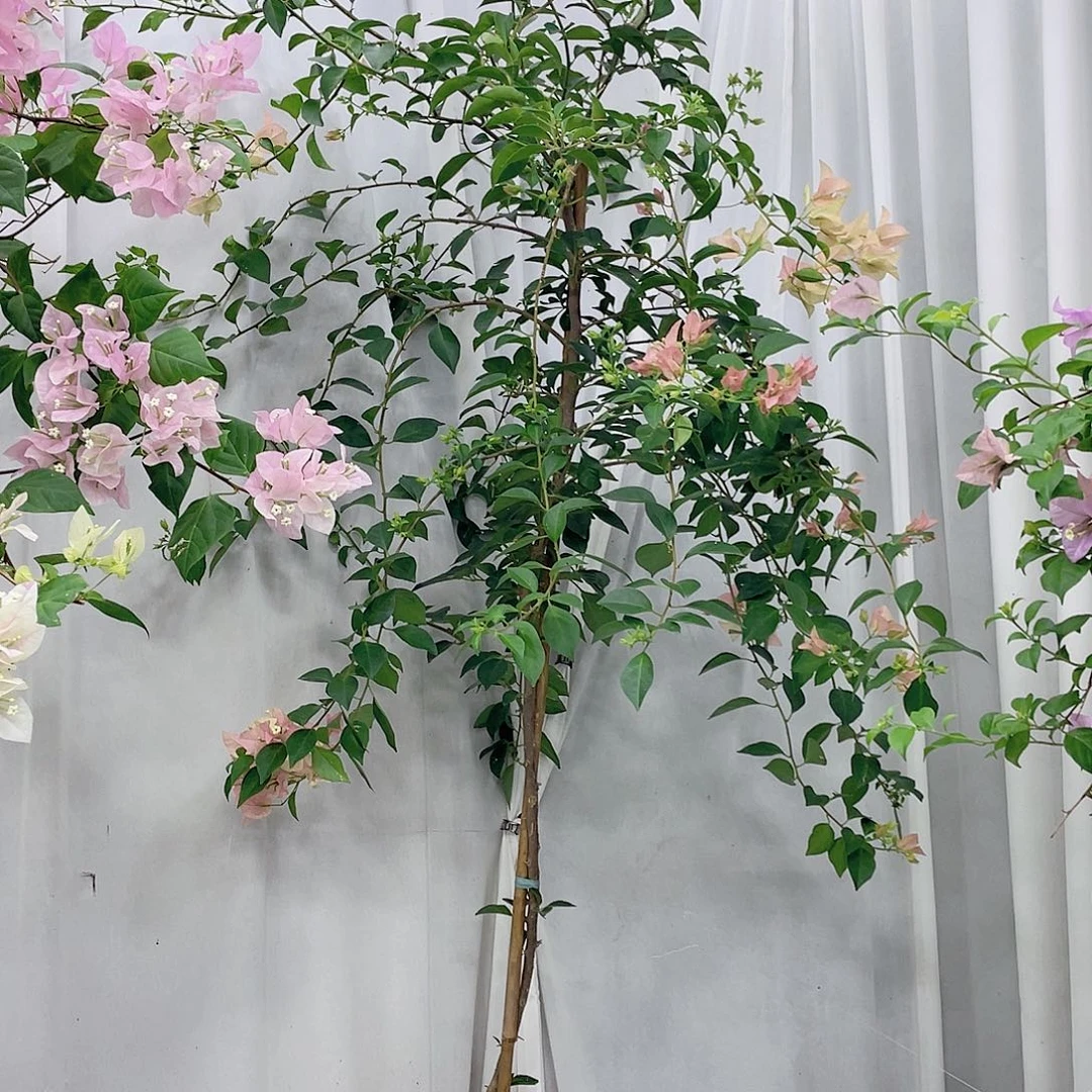 完全开放地载卡亚塔