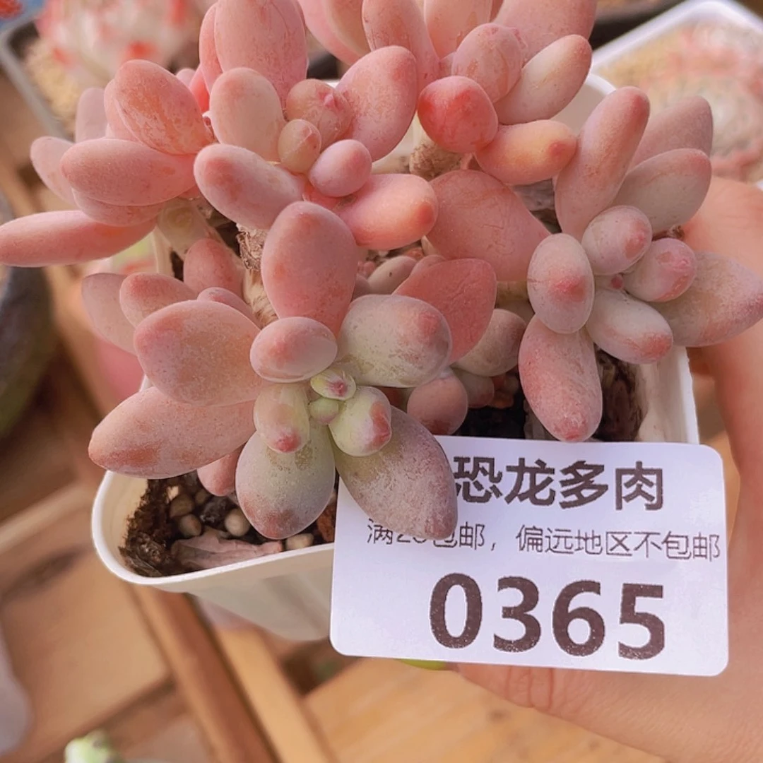 0365苹果奶整群～是因为她