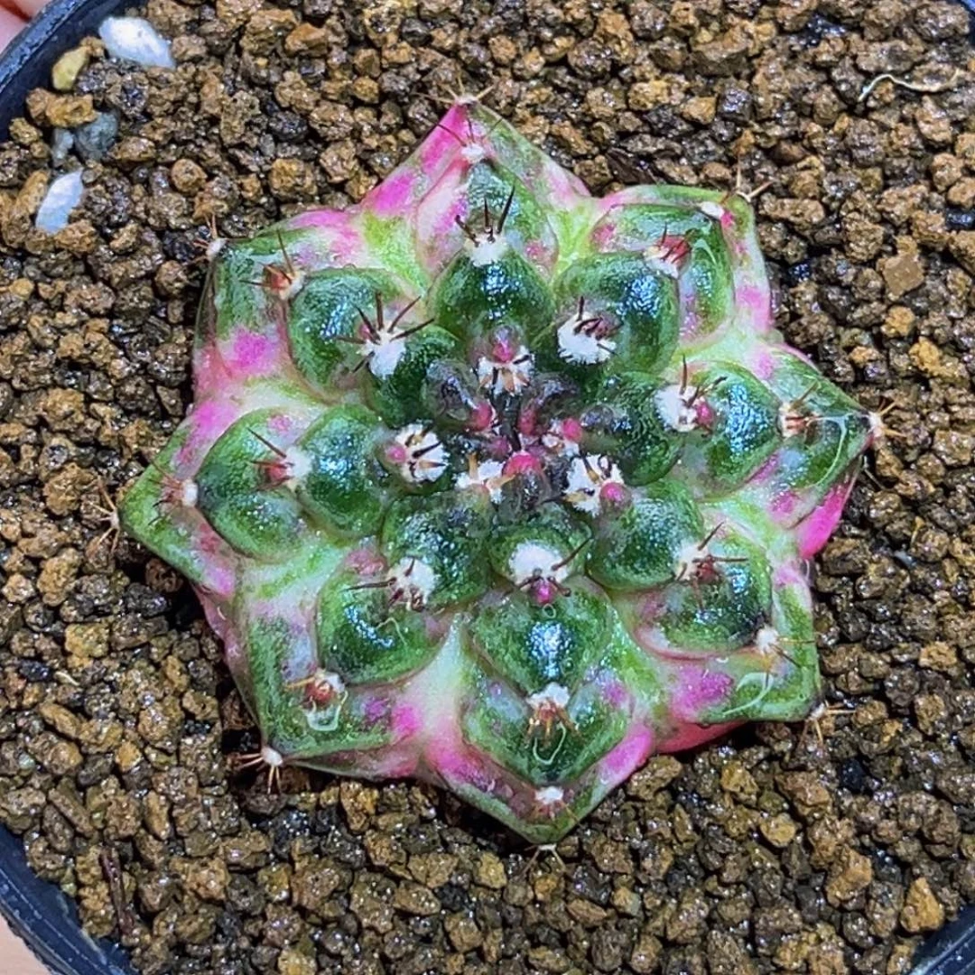 好美海神锦 米哈仙人球