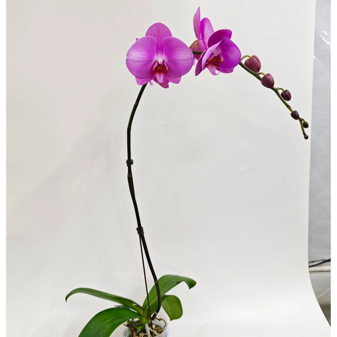 蝴蝶兰【初夏】鲜花盆栽室内观赏花花佛山基地直发好养易活