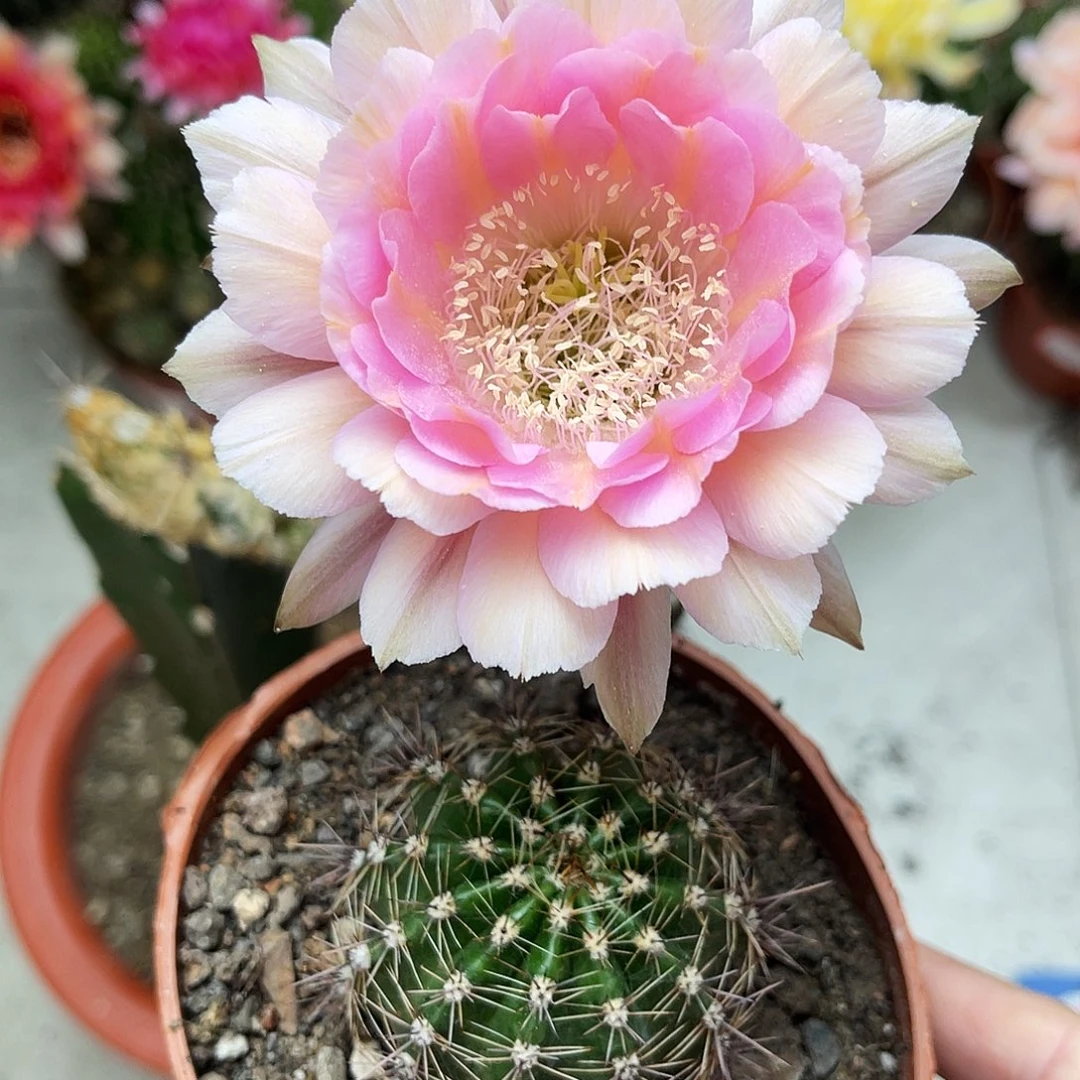 彩草520号5公分左右有点干皮