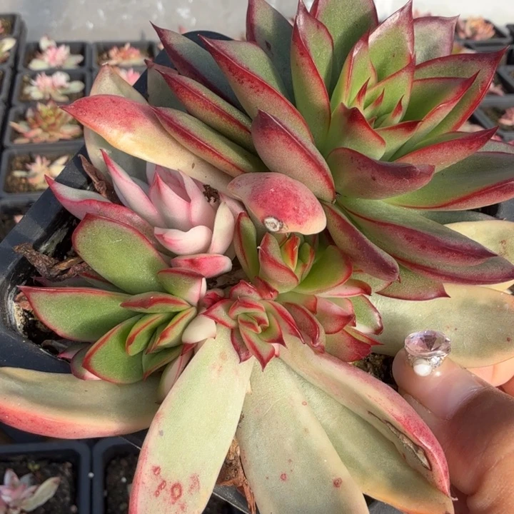 吉赛尔环境又不锦底座