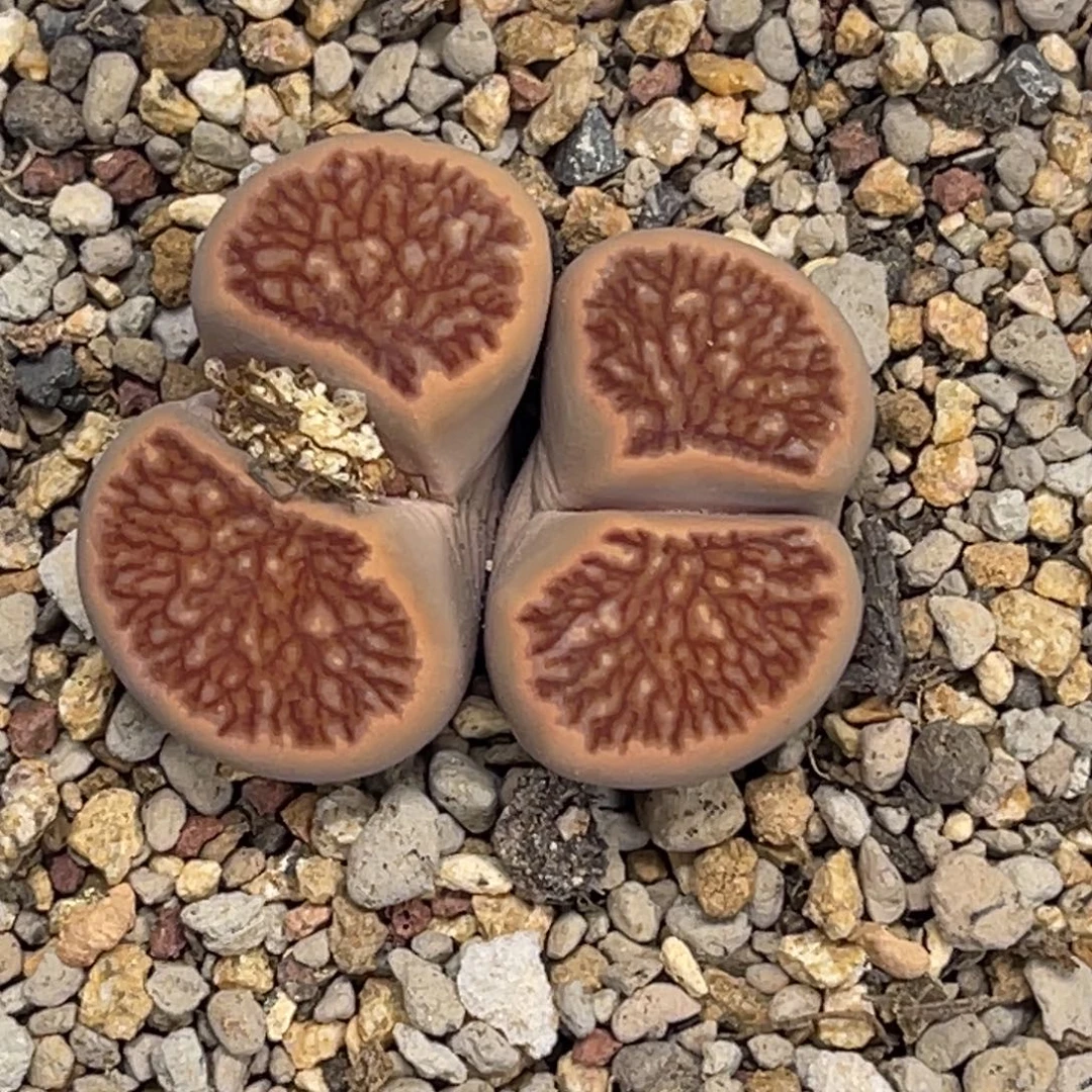 6039双头红窗菊母本