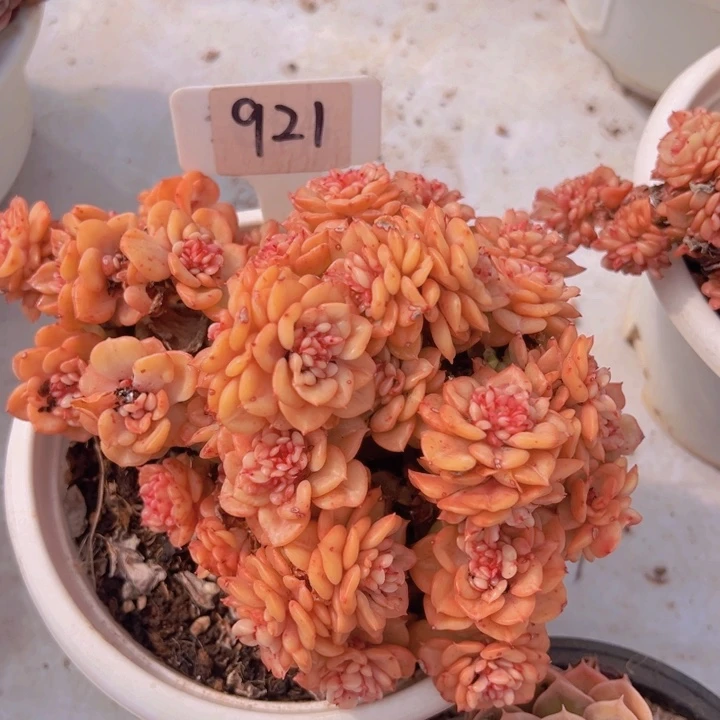 健健康康平平安安