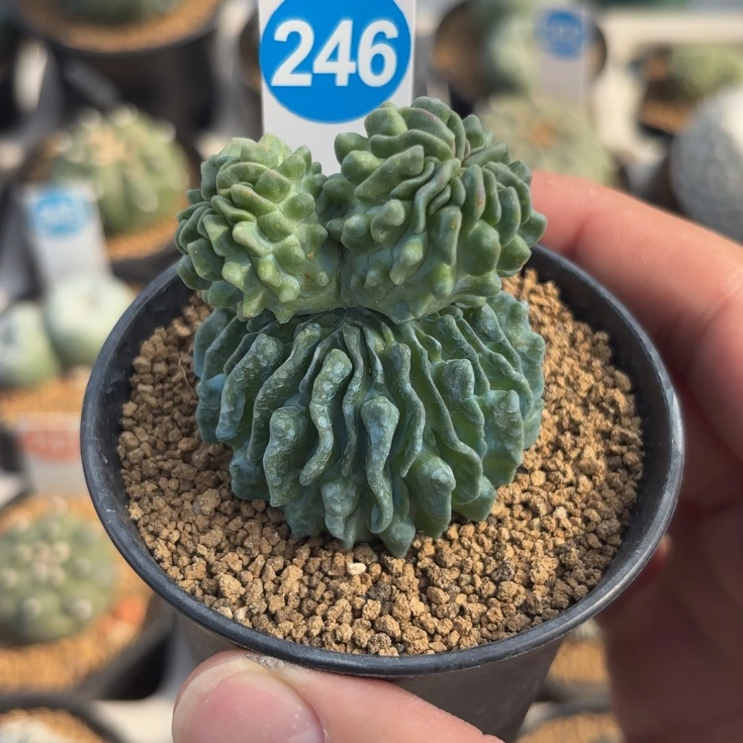 246双头蝌蚪球带盆带土