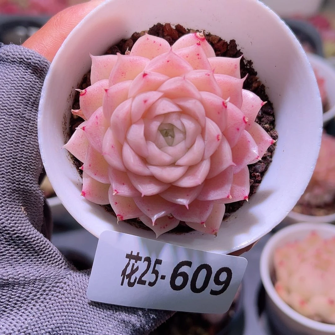 花25-609麦秆单头