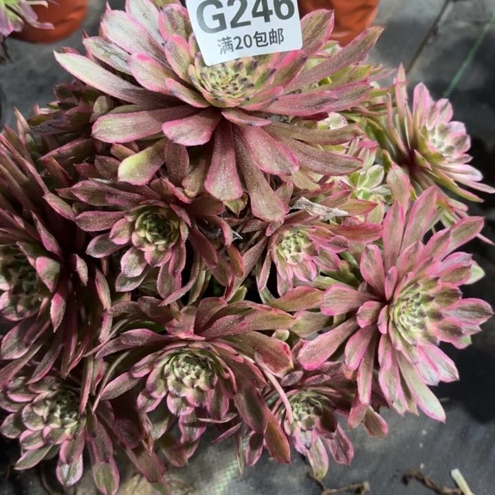 潇**哥瑞妈一物一拍246