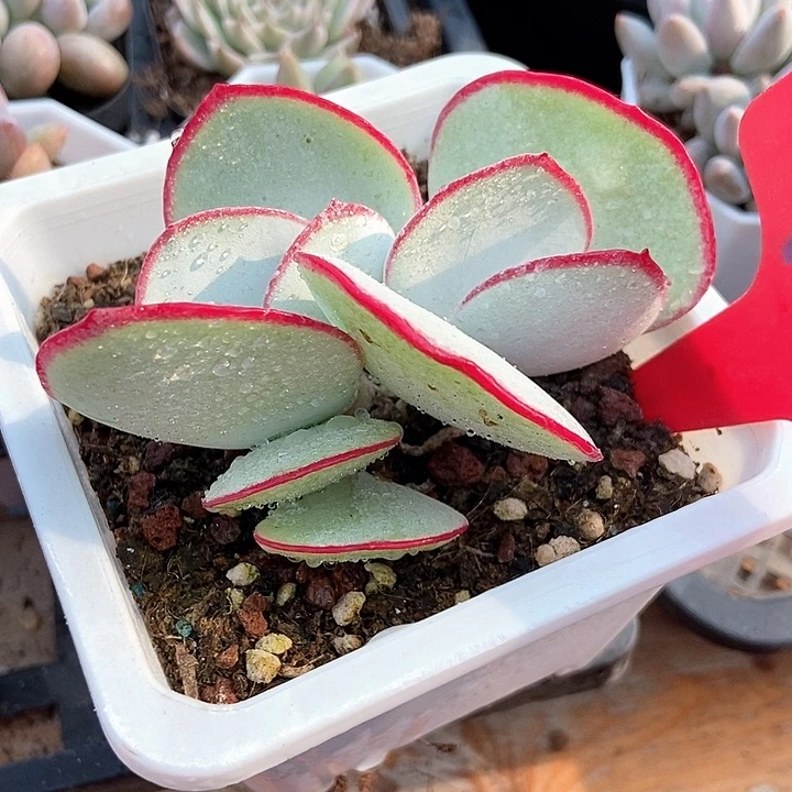 多肉植物白眉967