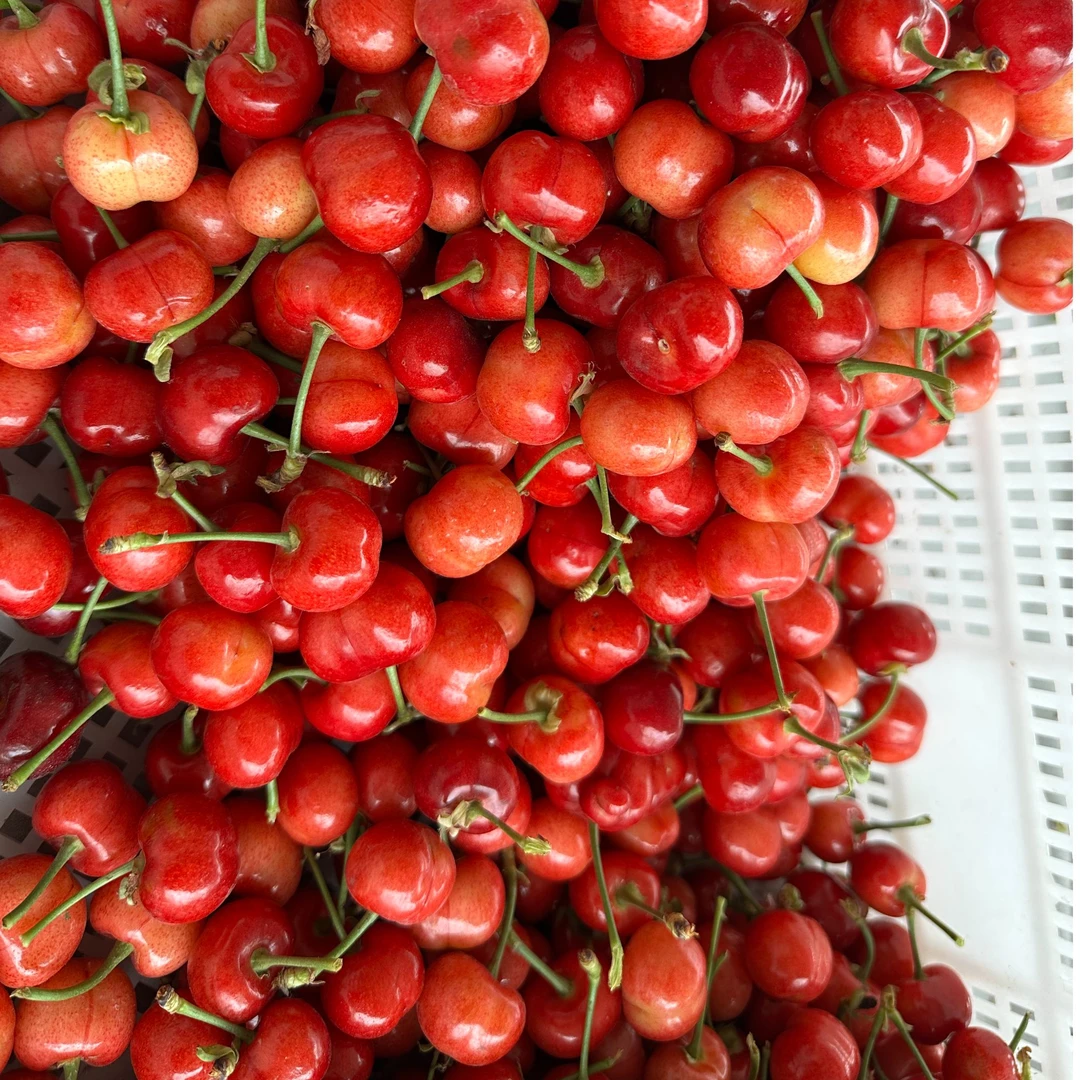 洛阳千年樱桃沟大樱桃布鲁克斯萨米托双拼应季大促一半酸一半甜