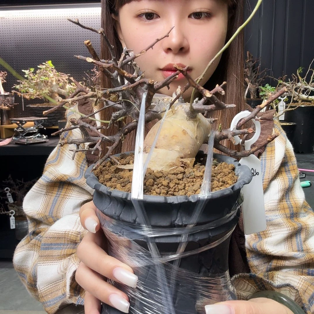 正白皮卡塔夫带盆土