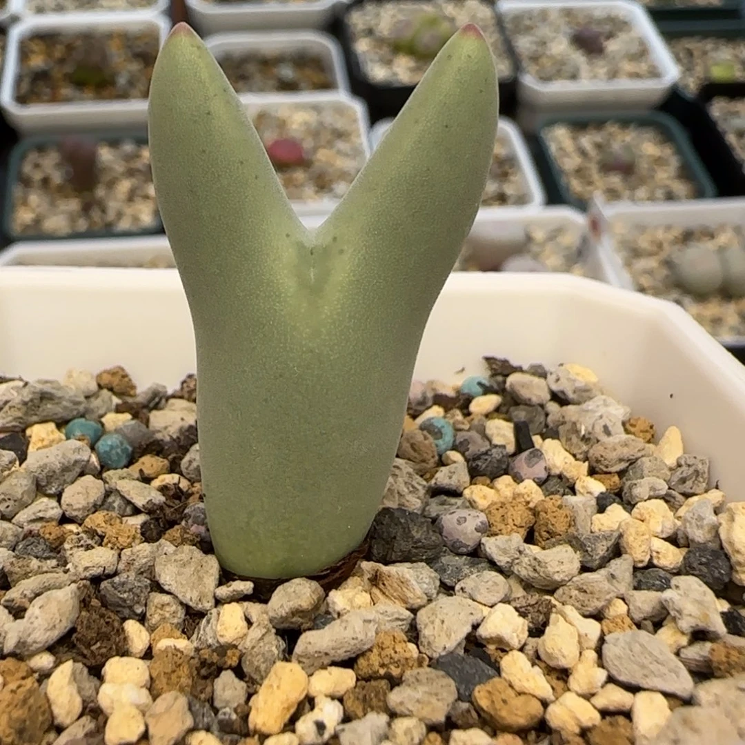 cr1558少将多肉植物一颗