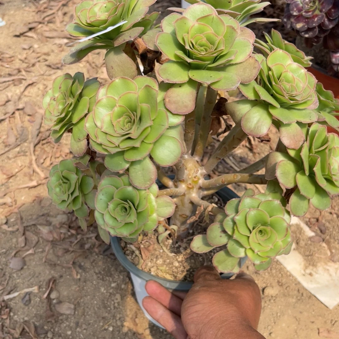 9-9-53绿玫瑰绣球法师锦