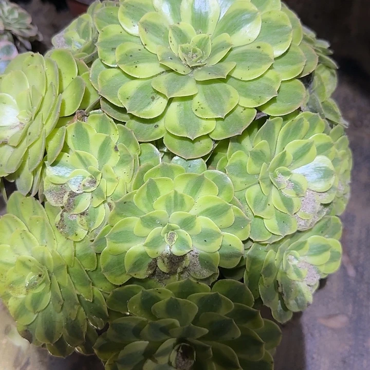 精品雨荷老桩亏本福利