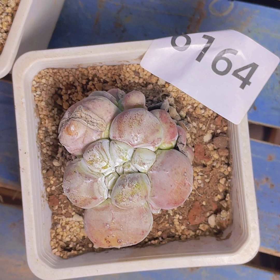 【闪购商品】红拇指