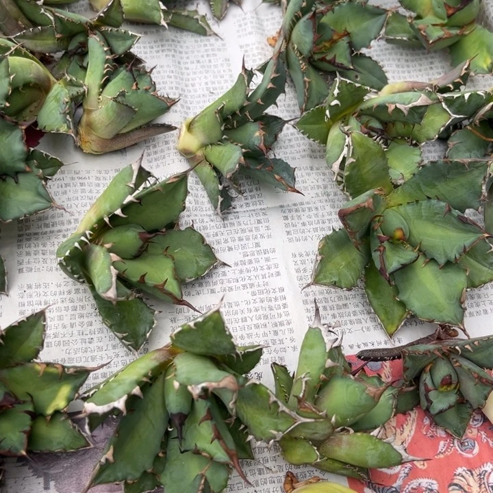 姬仁多肉龙舌兰一颗13.8