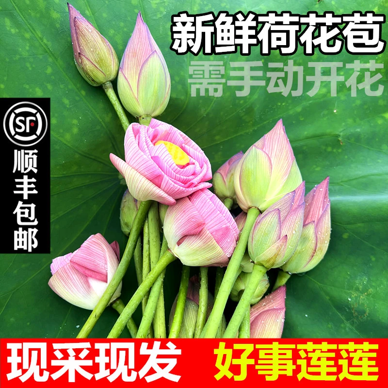 荷花新鲜莲花鲜切花带杆现采花卉真花插花装饰食用花苞花骨朵顺丰