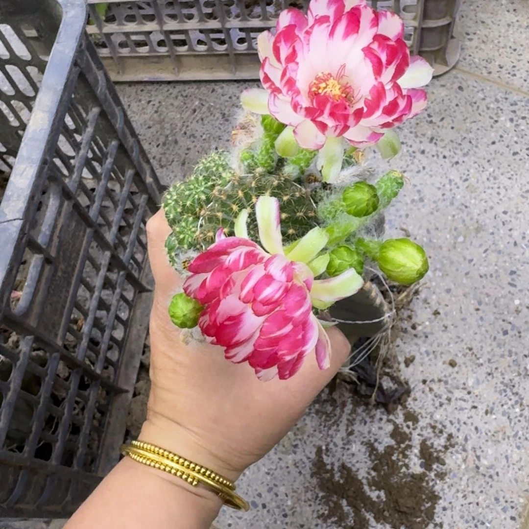232嫁接丽花掰花斑脱土发