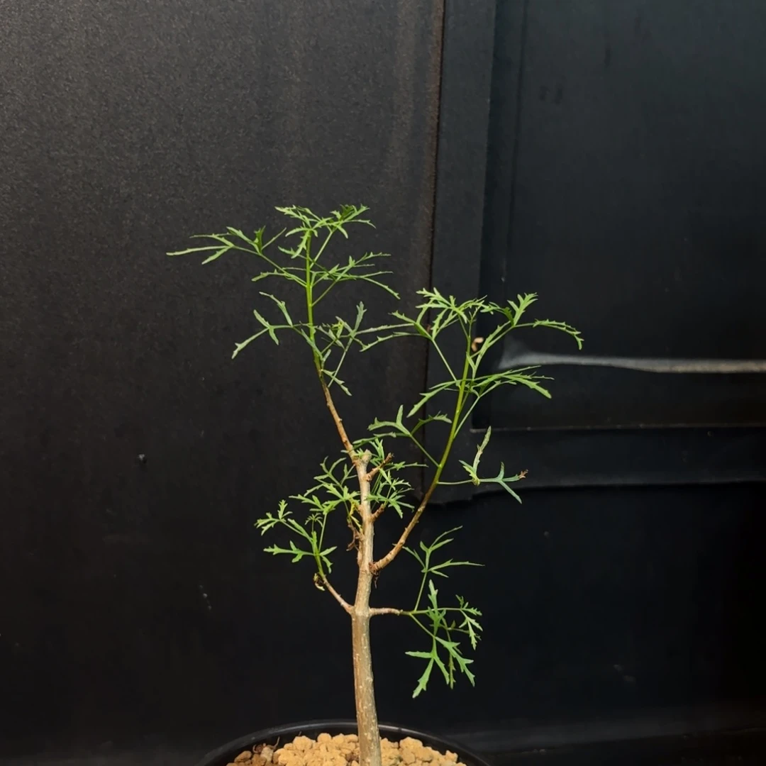 叫****啦飞羽没药十二骑士