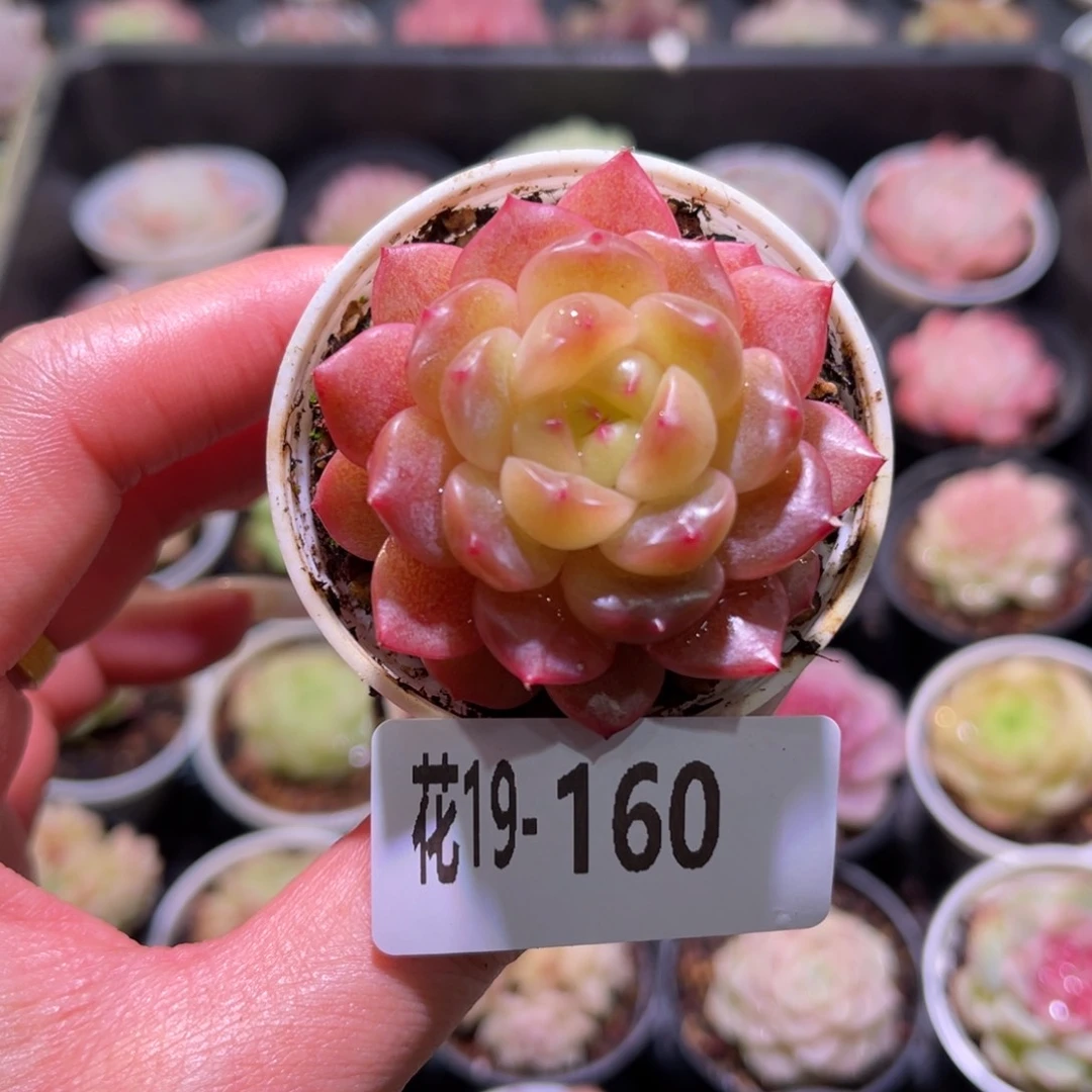 花利美19-160灵翠