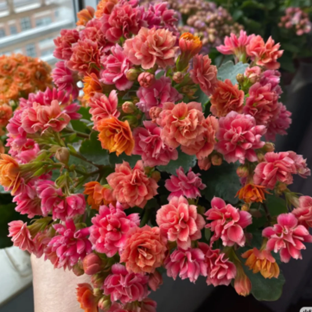 昊景 130盆油画长寿花