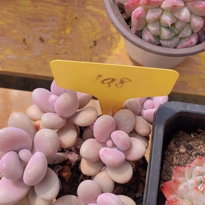 多肉植物，开心多肉