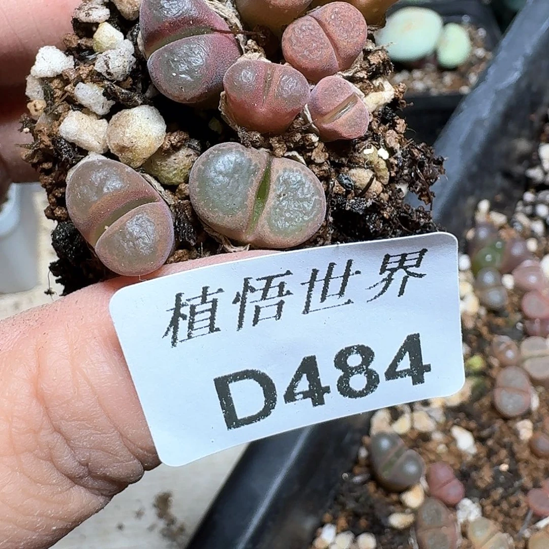 484号多肉植物哇x c