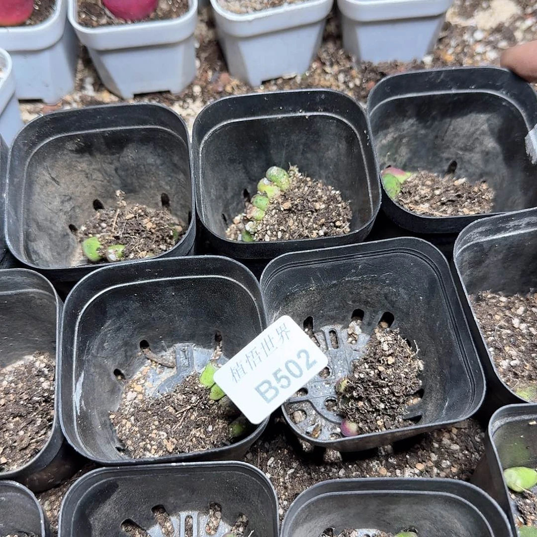 1盒一组量拍多肉植物哇d f