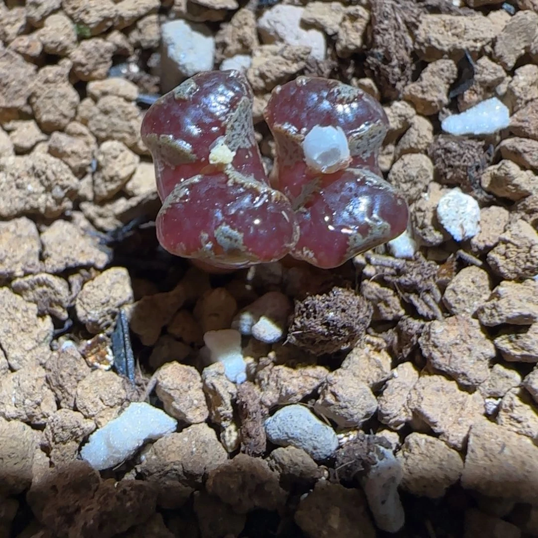 肉锥多肉植物组合-蝴蝶1068