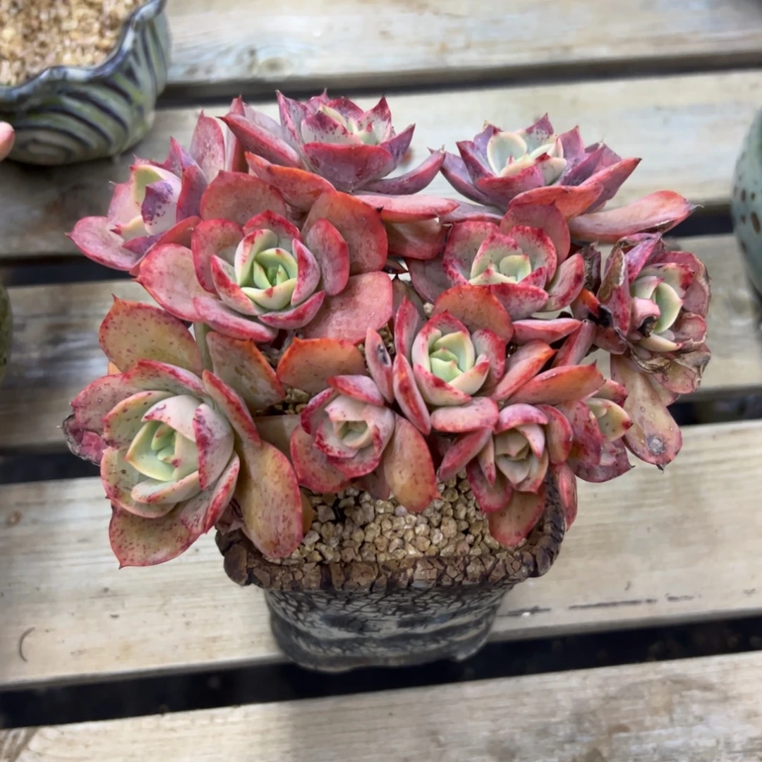 白雪公主有伤18 零零多肉植物