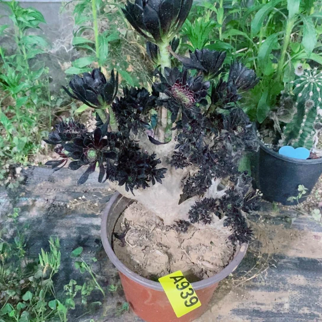 黑法缀多肉法师939