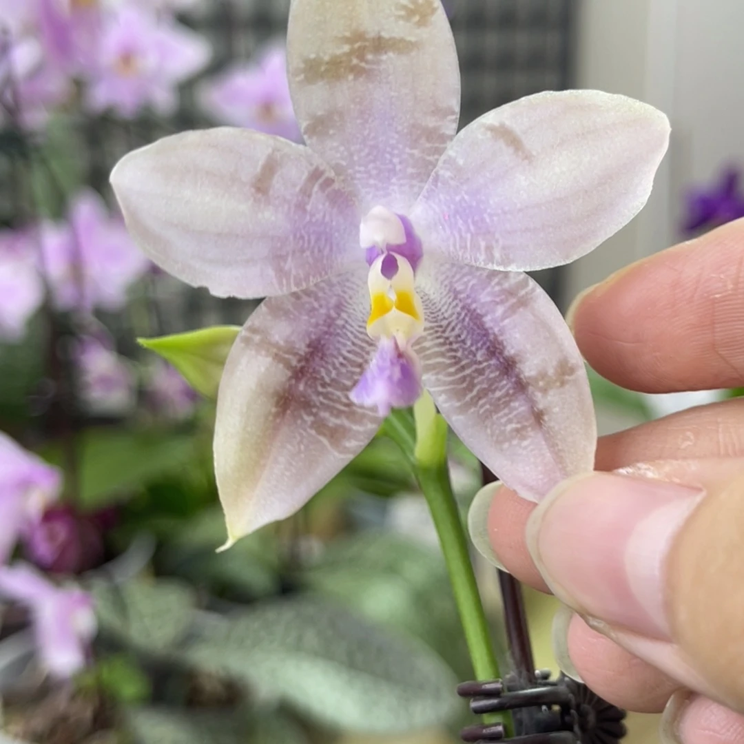 完全开放SWRAJ201-928