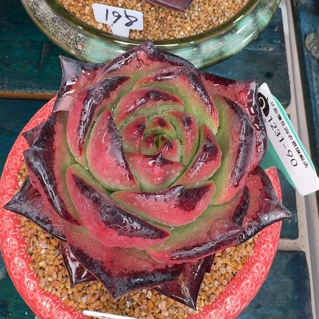 m***o从前慢多肉精选编号1231-90