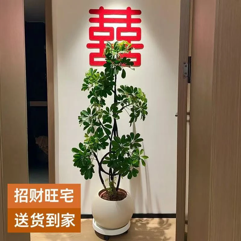室内大型鸭脚木盆栽四季常青净化空气绿植装饰