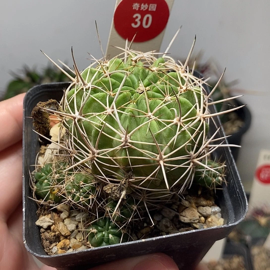 狂风丸群一颗仙人球