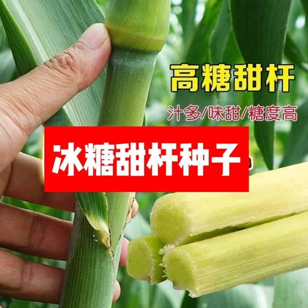 【全店满8包包邮】冰糖甜杆种子