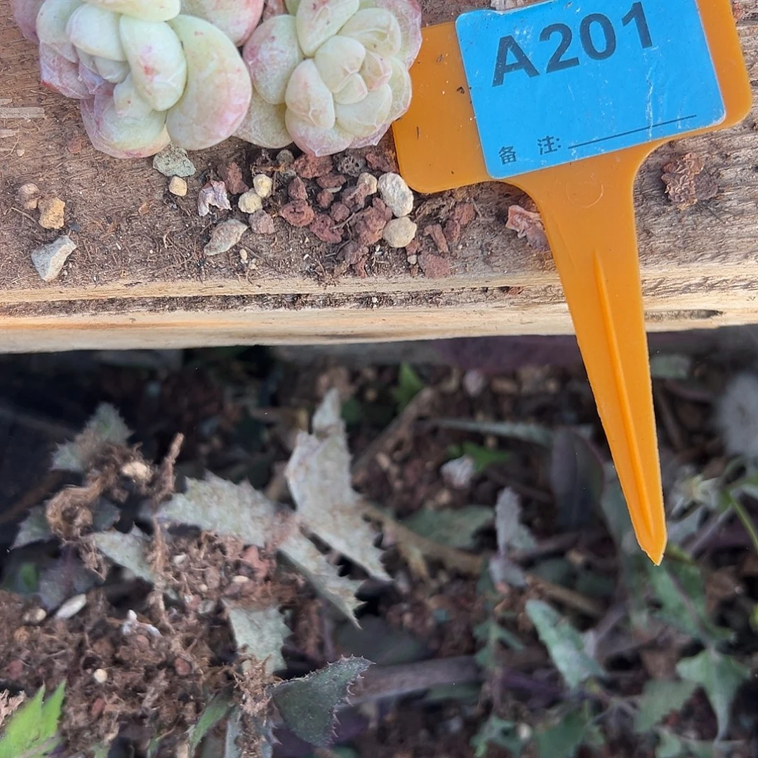 L***l多肉植物一物一拍