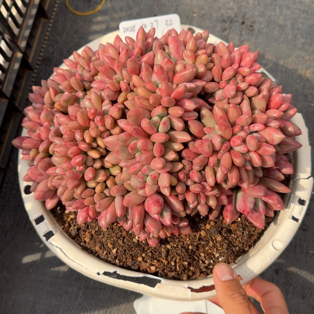 一物一拍桃花源大缀32