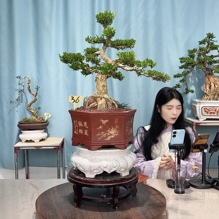 无花朵广东皱皮雀舌黄杨