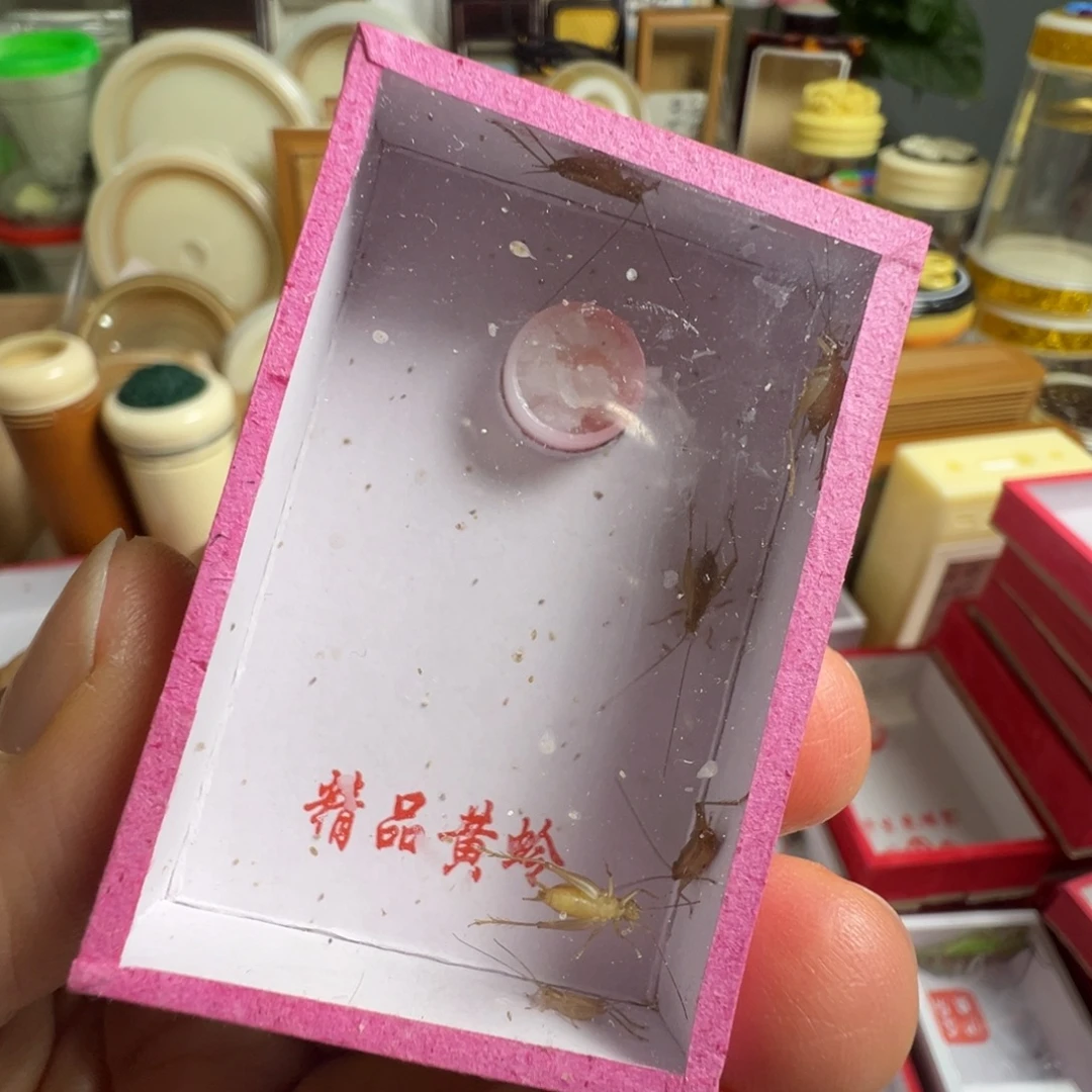 蟋蟀三盒小黄蛉漂亮