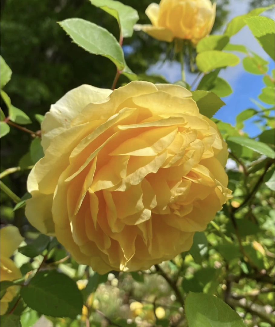 黄果汁棒棒糖月季颜色鲜艳花量大阳台庭院开花观赏