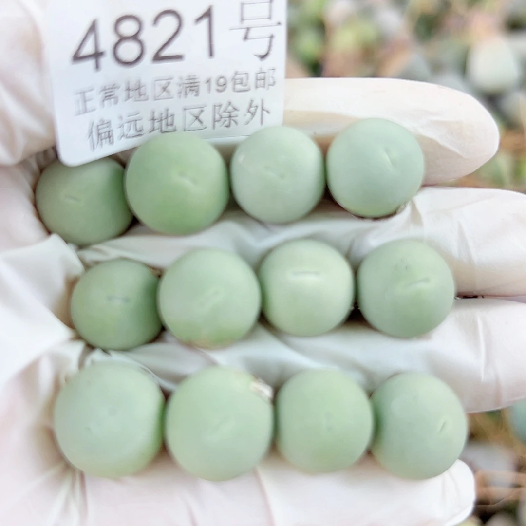4821两年鸽子蛋12个1cm左右比较小特价处理
