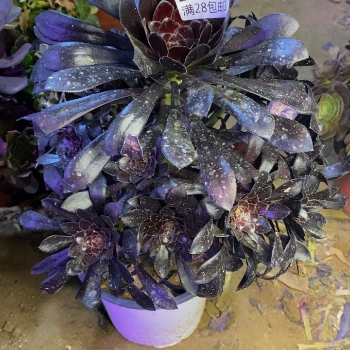 魔法师多肉断头不包174