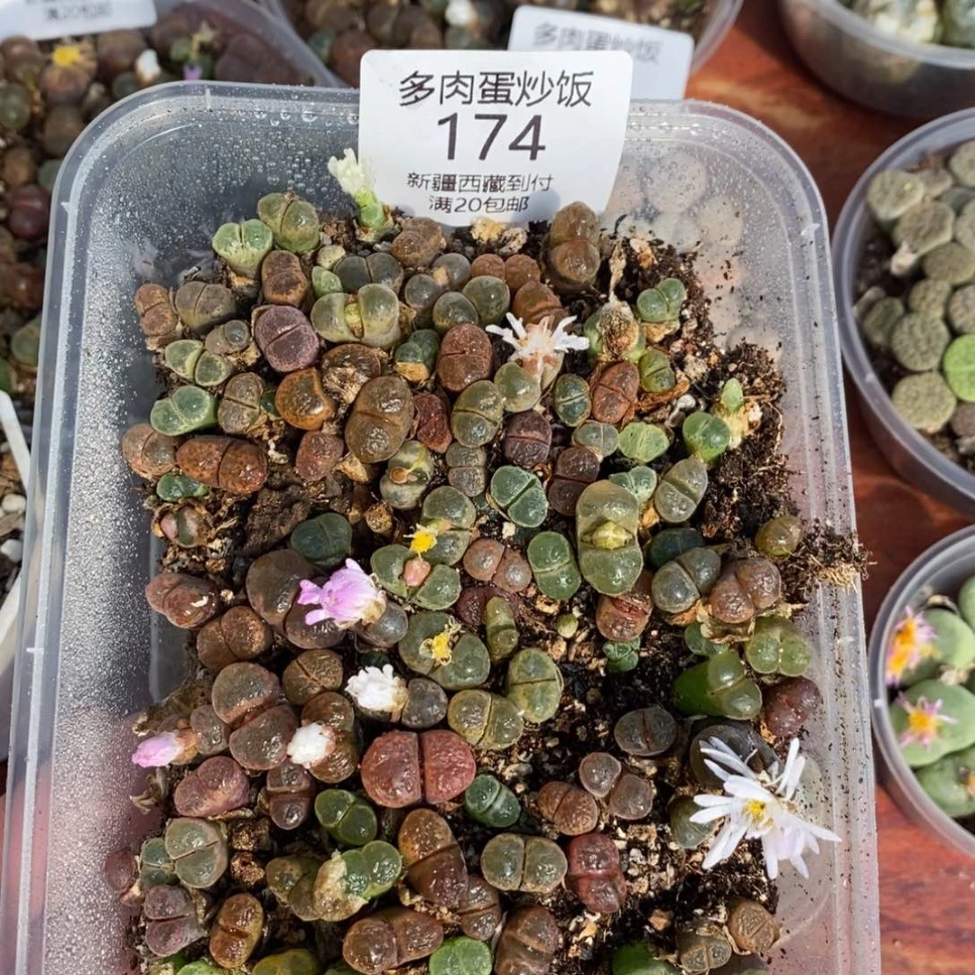 感谢您的支持，00174
