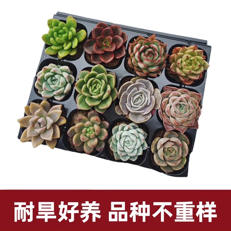 多肉植物带崽好养适合阳台盆栽