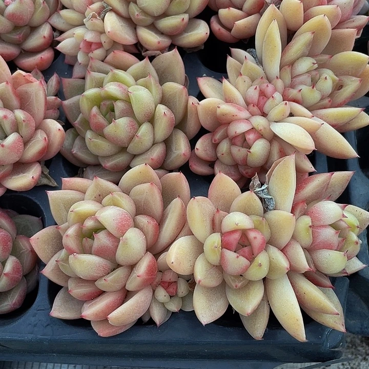 晴空珍妮1.5带土发