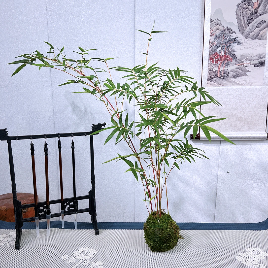【红运竹】红观音竹苔藓球米竹好运竹水培盆栽室内盆景四季常青